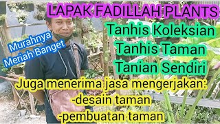 REVIEW TANAMAN HIAS DI LAPAK FADILLAH PLANTS TANHIS KOLEKSI DAN TAMAN TANIAN SENDIRI MURMER BANGET