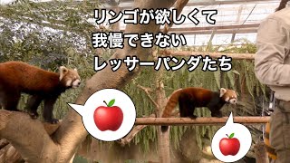 リンゴが欲しくてたまらないレッサーパンダたち【神戸どうぶつ王国】Red panda Kobe Animal Kingdom