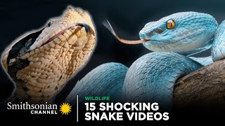 15 Shocking Snake Videos! 🐍 Smithsonian Channel