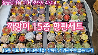 까망이 15종 한판세트가 드디어 나왔어요💕 쪼꼬미 15종 한판세트 구입시 3종선물세트 증정💕 꽃동산다육 010 3939 4304 전국택배가능 유료광고포함