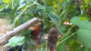 Marigolds Repel Tomato Horn Worms