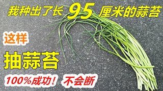 如何抽出长95厘米的蒜苔，不会断，懒人法抽蒜薹 Harvesting garlic scapes