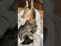 猫さん足を伸ばしてマッサージ cat massage