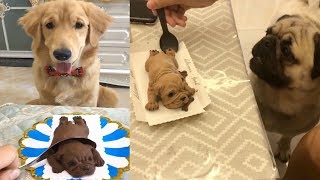 Funny Dog Reaction to Dog Cake - Dog Cake Reaction Compilation