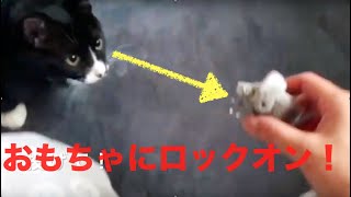 猟犬志願！？ 投げたおもちゃを拾って持ってくる猫