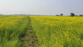 Mintu ghat , Gohpur