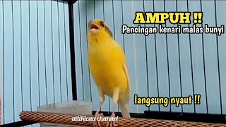 KENARI AF GACOR,🔥PANCINGAN UNTUK KENARI BAHAN AGAR BIRAHI #kenarigacor #canarysinging #kenariaf