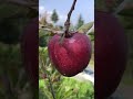 jeromine apple on 19th july 6800 feet elevation apple himachalapple jeromine applefarm spur