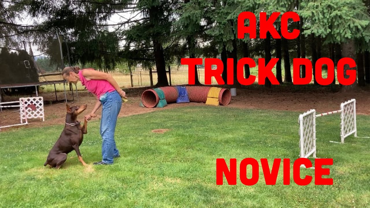 Akc Trick Dog Novice Youtube