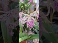 Brassavola Hybrids Orchid looks beautiful 🥰