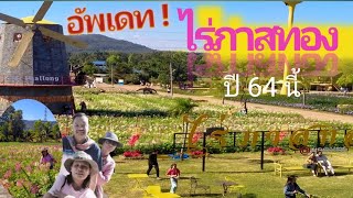 ไร่ภาสทอง มุกดาหาร ทุ่งดอกไม้ในหุบเขา สถานที่ท่องเที่ยวหน้าหนาว