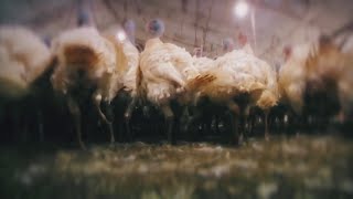 Health officials watching bird flu cases