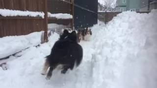 シェルティ3頭  雪中大運動会