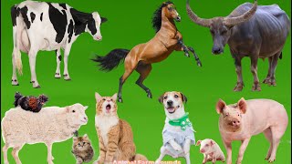 Compilation of Animal Sounds: Buffalo, Cow, Horse, Sheep, Chicken, Pig, Cow, Dog - Animal Sounds