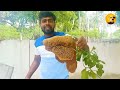 மரக்கிளையில் உள்ள தேன் 🐝🍯 collecting nectar tree branch honey collect srilankan jaffna tree