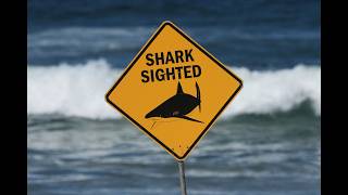 House Passes Shark Alert Measure ‘Lulu’s Law,’ Sending Bill to Trump