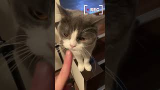 録画が始まると何かを察する猫が可愛過ぎるけど、何もないよw Cat senses something when recording starts.