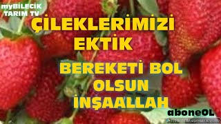 SERA YA ALBİON ÇİLEK FİDELERİMİZİ DİKTİK