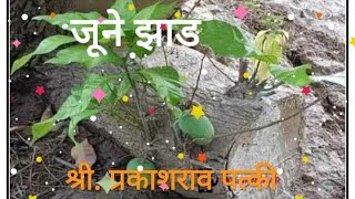 जुने झाड -मराठी कविता | RiseShineRCBK । Prakashparv । June Zad | Marathi poem by Prakashrao Patki