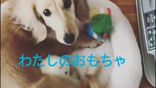 ダックス   おもちゃ独り占めで楽しそう