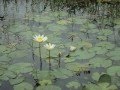 lotus pond