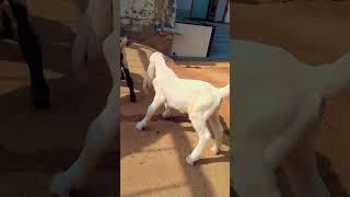 #Haidari goat fram#.                      #new#virlvideo#trindind #nechar #goatfarming #trending