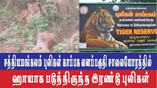 ஈரோடு   சத்தியமங்கலம் புலிகள் காப்பக வனப்பகுதி சாலையோரத்தில் ஹாயாக படுத்திருந்த இரண்டு புலிகள்🔴🔴🔴