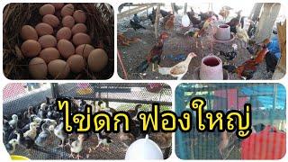 ไก่ไข่ดก ไข่ฟองใหญ่ ต้องลองสูตรนี้เลย ไข่ดกไข่ใหญ่แน่นอนจ้า