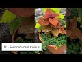 22 rare varieties of coleus plant the planet of greens