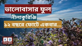 যে ফুল ১২ বছরে ফোটে একবার