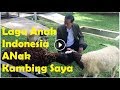 Lagu Anak Indonesia Anak Kambing Saya Caca Marica