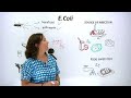 What is E Coli? What can you do to protect yourself and others?