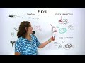 What is E Coli? What can you do to protect yourself and others?