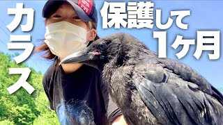 【保護カラス】1ヶ月ノースサファリにやってきてからの成長記録 Protected crow growth record３