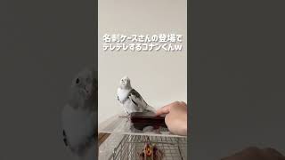 【オカメインコ】愛妻家の朝はこんなかんじ #shorts