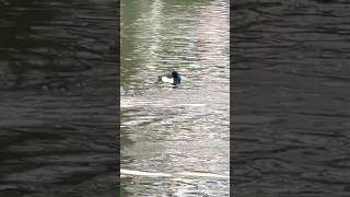 Tufted Duck Sleeping On The Duck Pond In Late February | Thornes Park #avian #birds #nature