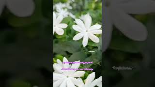 പൂവേ അരിമുല്ലപ്പൂവേ..🌼🌼🌷🌷💝💝