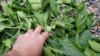 BC PEPPERS #10 Greenhouse Update Pruning