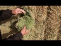 University Professor's Analysis of Steamed Hay