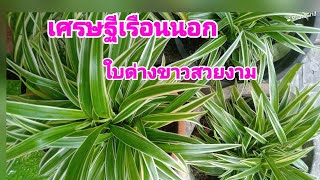 เศรษฐีเรือนนอก/ไม้มงคลเด่นเรื่องโชคลาภ/ฟอกอากาศ/ SPIDER  PLANT