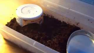 Worm Snake How To (care and habitat setup)