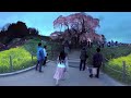 【お花見vr】360度動画でエア花見！「日本３大桜編 三春滝桜」 sakura vr