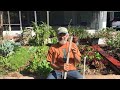 Pandemic Food Security: Prepping Soils and Planting Your Organic Garden!!