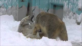 2012年12.月9日　釧路市動物園ホッキョクグマ４