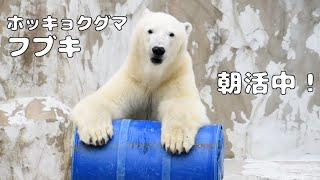 【東山動植物園公式】フブキ、朝活中《 ホッキョクグマ　クマ 》