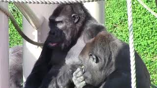 シャバーニ家族 704  Shabani family gorilla