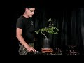 como hacer y diseÑar tu primer bonsai con planta de vivero 🔴 ligustrina primer trabajo