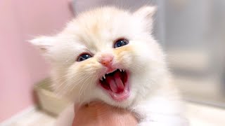 【マンチカンの子猫】ガオ～っていう顔で猫ミーム声な子猫の件 ～猫のいる生活Vol.1056～出産動画 マンチカン短足・ミヌエット・ペルシャ猫専門ブリーダー『ペット蔵人』【子猫の成長記録】