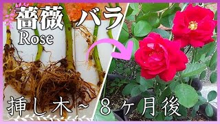 【 Grow Rose From Cuttings.】薔薇(バラ)の挿し木～８ヶ月後の成長記録♥薔薇(バラ)の増やし方♥切り薔薇の挿し木♣植物日記♣22♣Rose cutting method