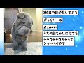 【2ch動物スレ】柴イッヌさん、生け垣と一体化してしまう…コレはイケガキーヌwww